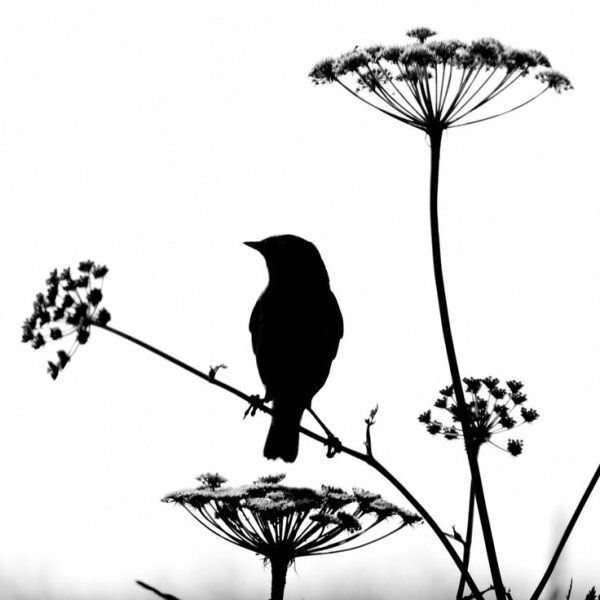 Птица черно белая