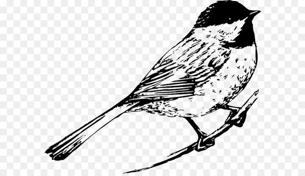 Синица раскраска