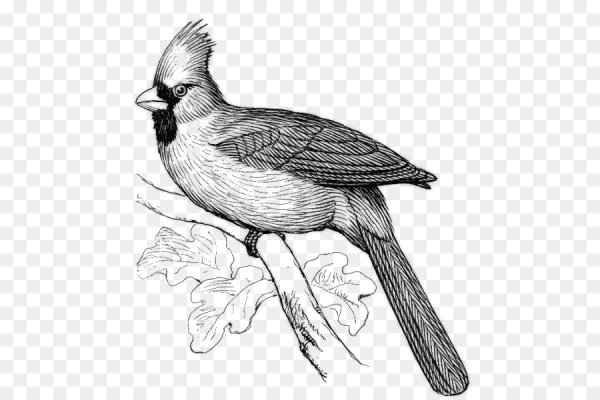 Птичка черно белая