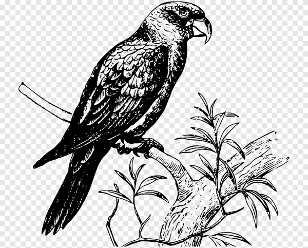 Черно белое изображение птиц