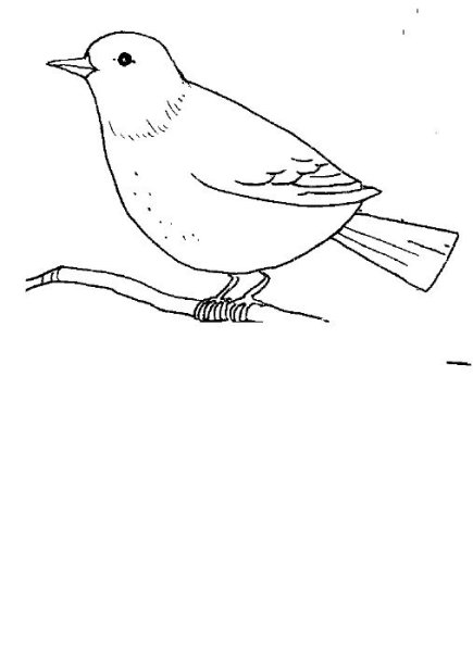 Рисунок скворца для раскрашивания