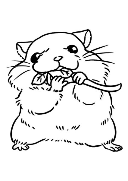 Джунгарский хомяк раскраска