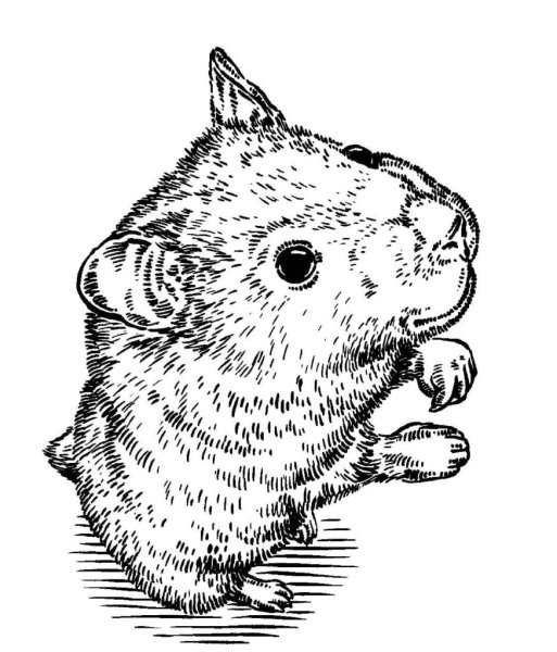 Сирийский хомяк раскраска