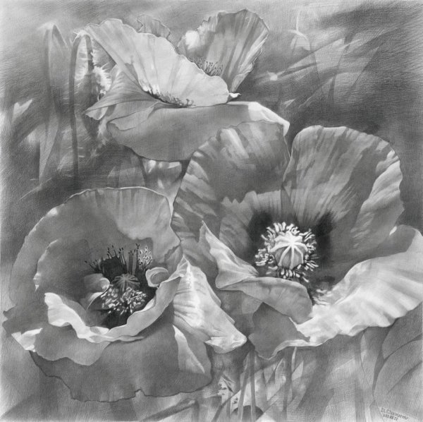 Роза гризайль