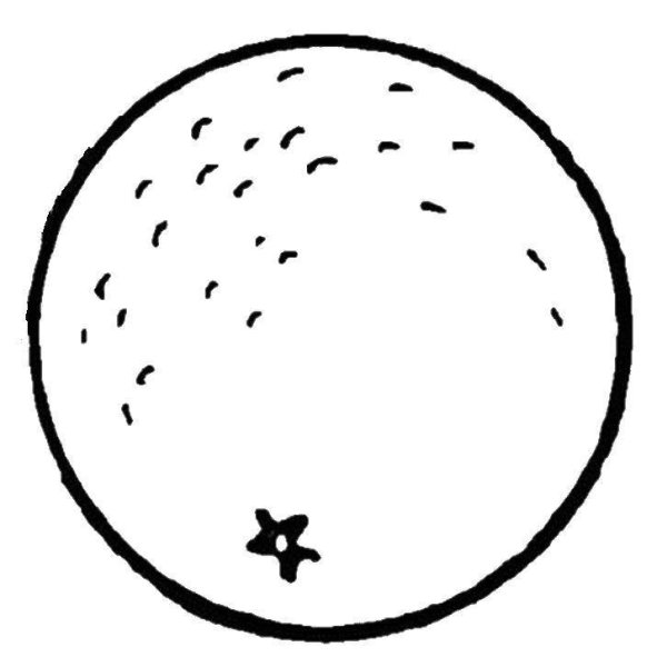 Долька лимона раскраска