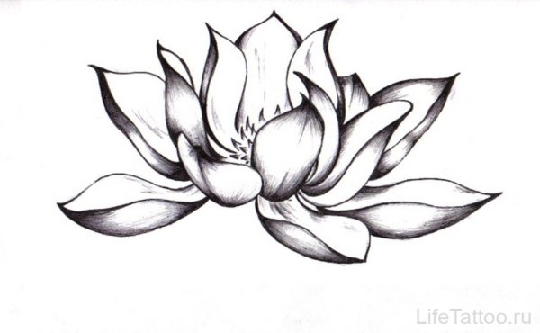 Цветок лотоса тату эскизы