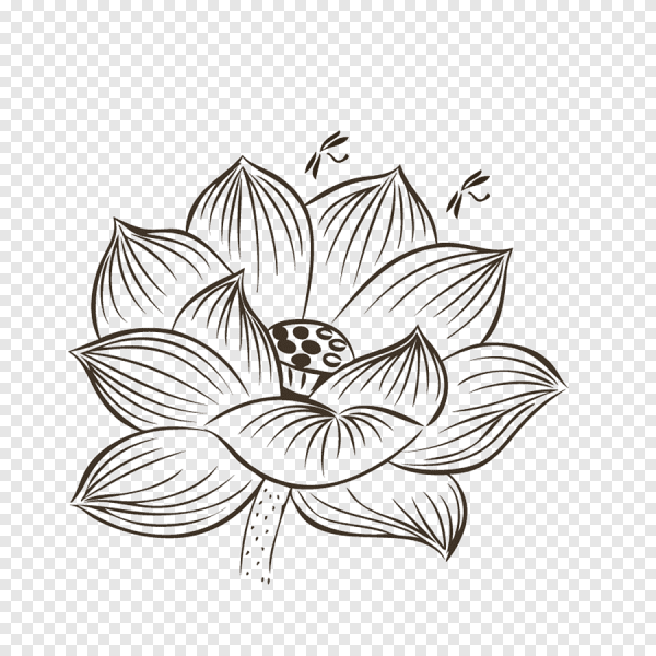 Лотос орехоносный черно-белая