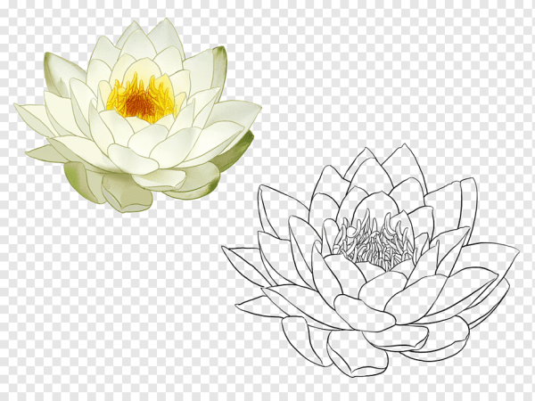 Кувшинка Графика