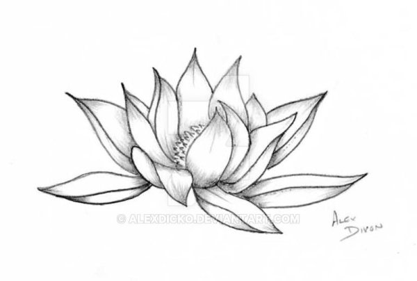 Эскизы цветов Лотос