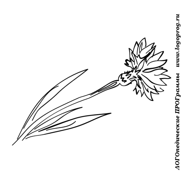 Раскраска василька