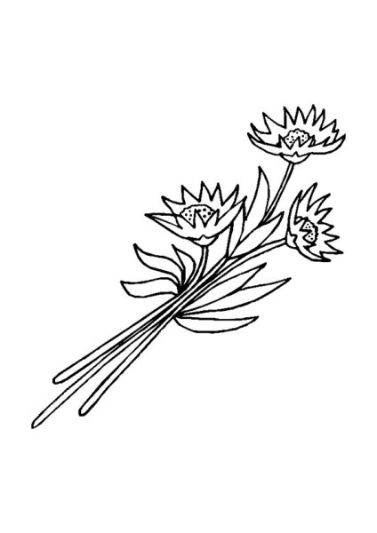 Раскраски цветы васильки