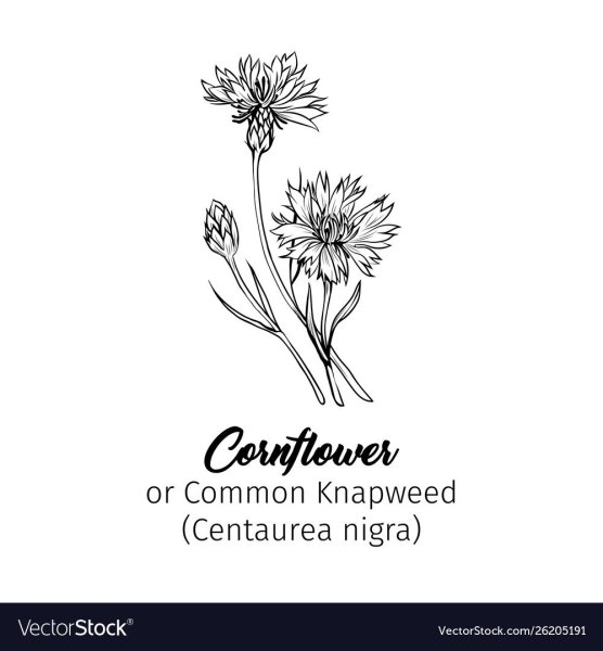 Васильки контурный вектор