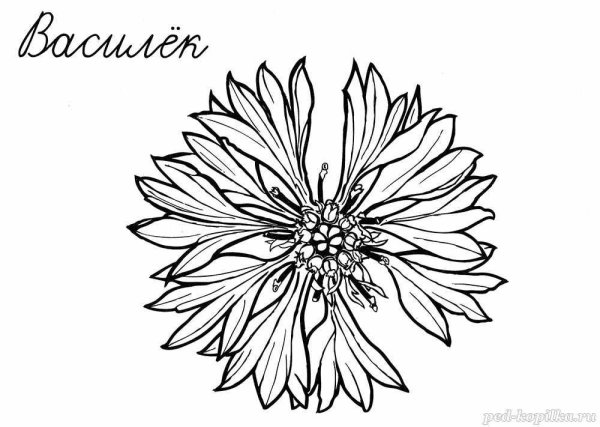 Цветок Василек контур