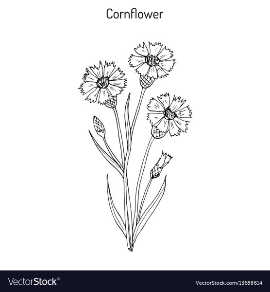 Василек рисунок контур