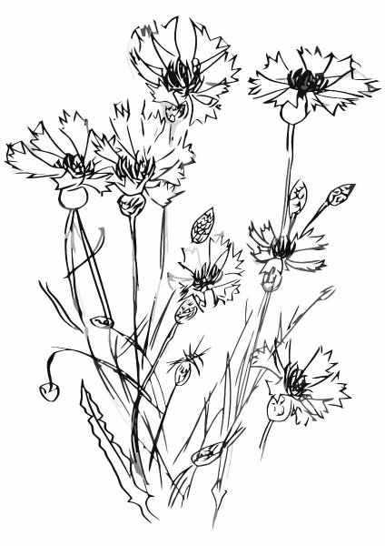 Василек полевой