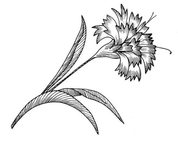 Василек стилизованный карандашом