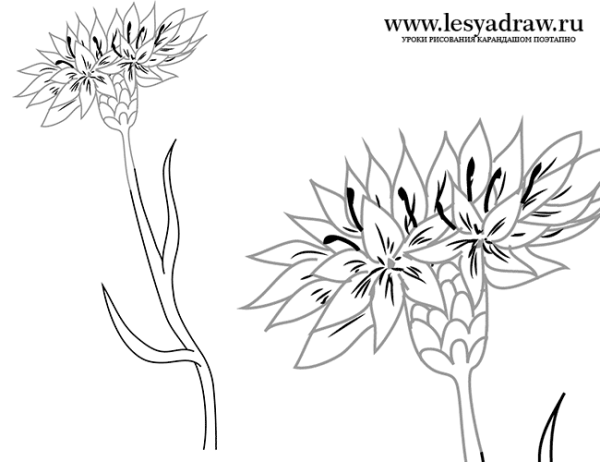 Василек рисунок карандашом