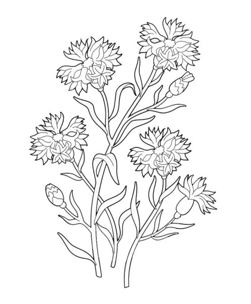 Васильки раскраска