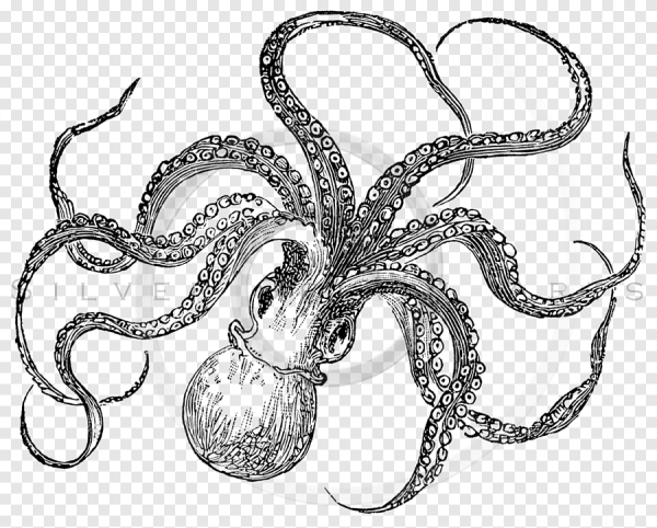 Осьминог черно белый