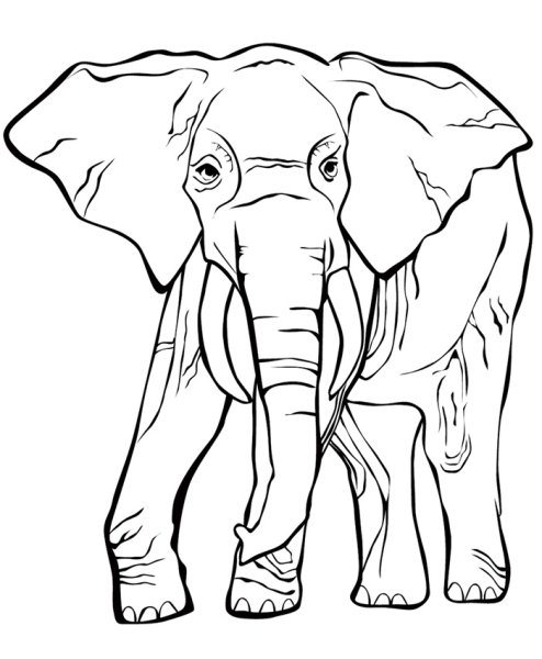 Раскраска слон без хобота