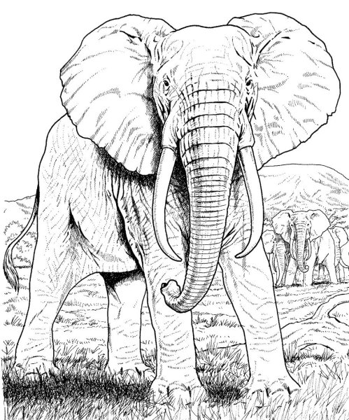 Слоненок игрушка рисунок