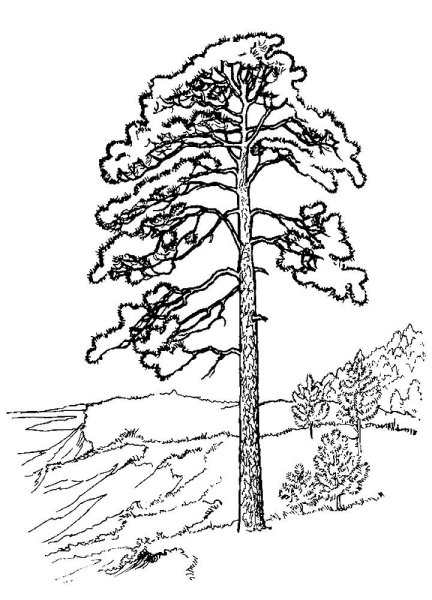 Сосна раскраска