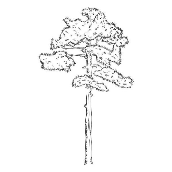 Сосна обыкновенная черно белая