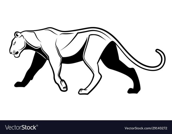 Хищные животные раскраска