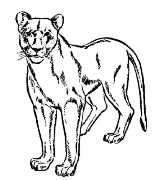 Пума (животное)