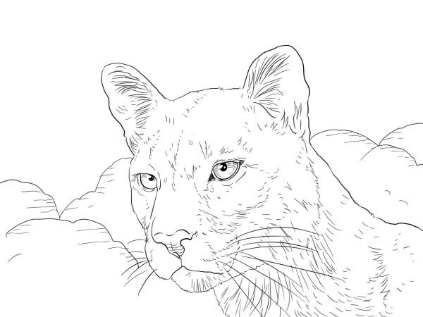 Пума раскраска для детей