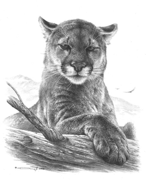 Пантера трайбл