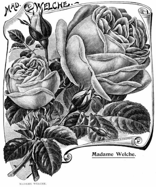 Винтажные цветы монохром