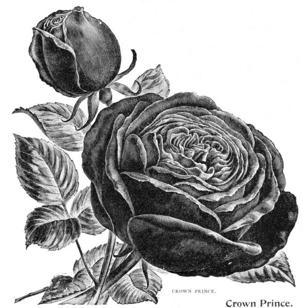 Винтажные цветы черно белые