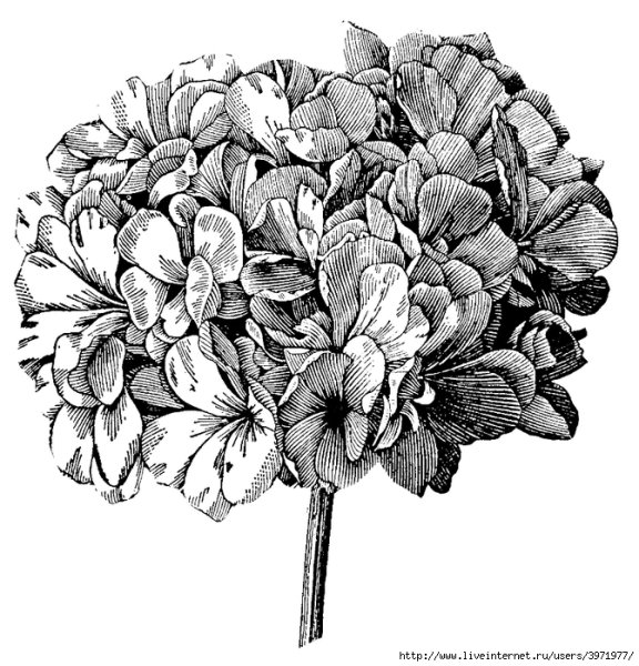 Гортензия Графика