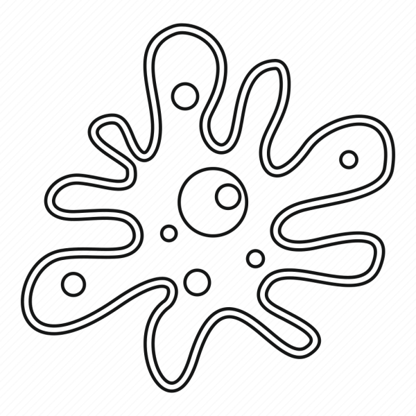 Амёба обыкновенная