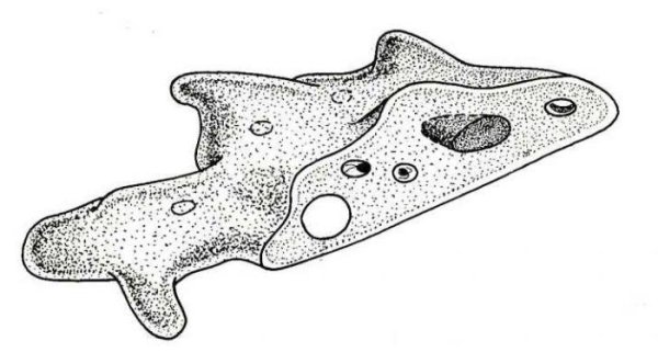 Одноклеточное животное амёба