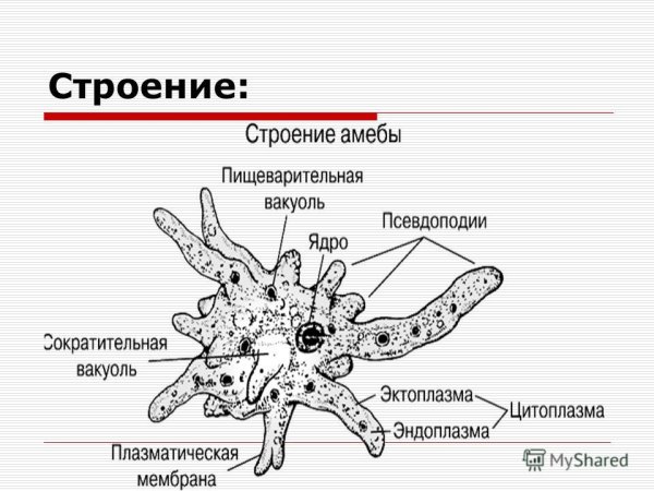 Строение амебы Протей