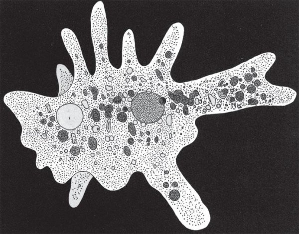 Амеба Протей микроскоп