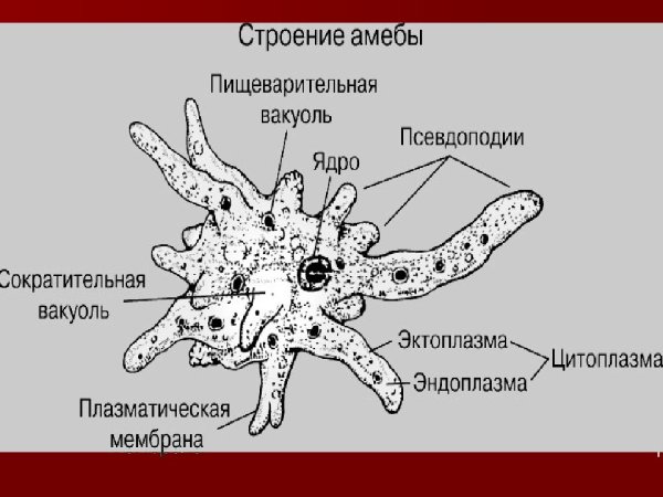Кишечная амеба строение