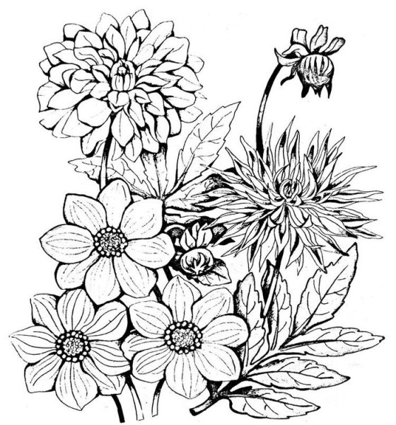 Осенний букет раскраска