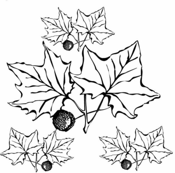 Букет листьев раскраска