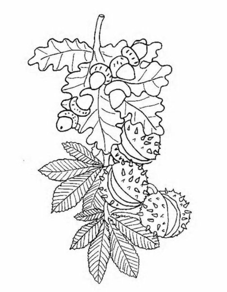 Цветочная композиция карандашом