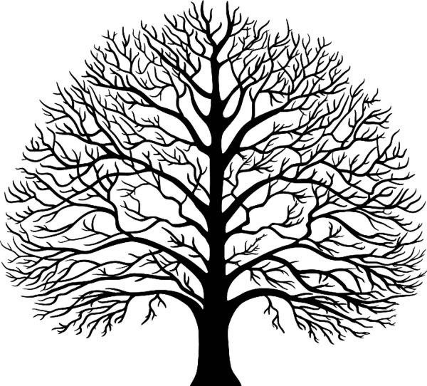 Красивый силуэт дерева