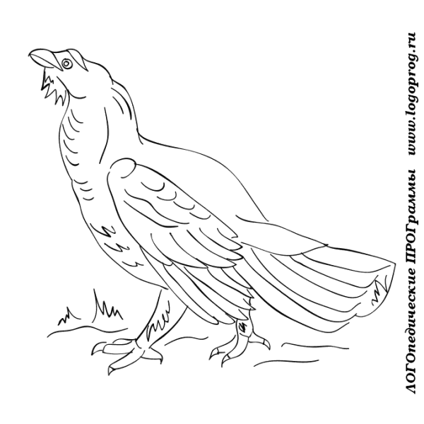 Глухарь раскраска для детей