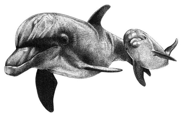 Эскиз дельфина