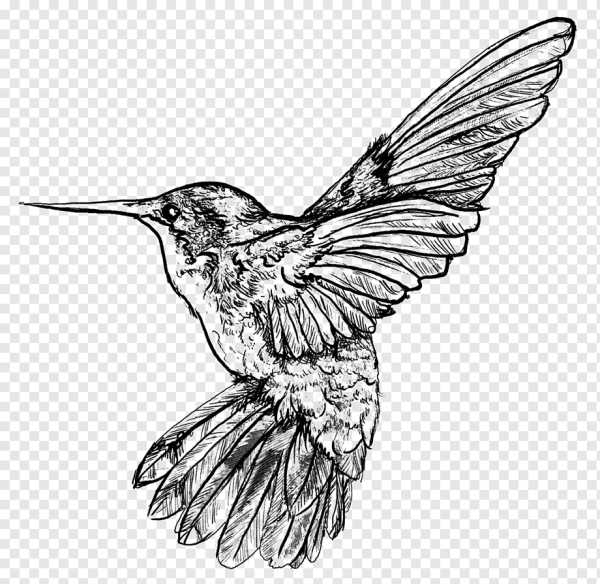 Тату Колибри эскизы черно белые