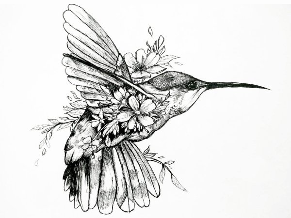 Колибри Графика