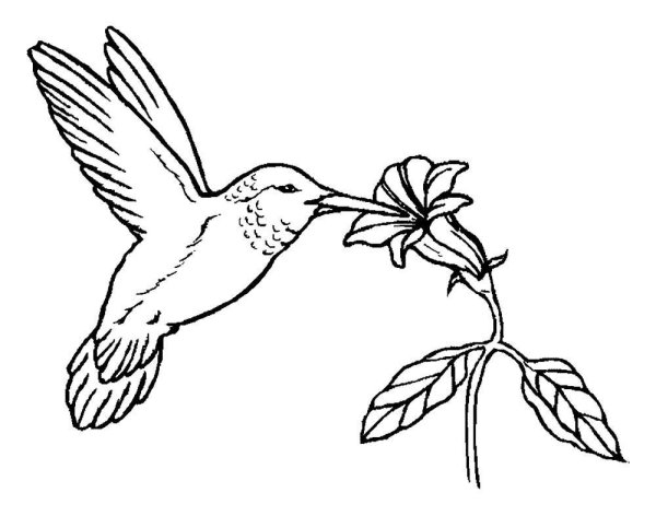 Птицы. Раскраска