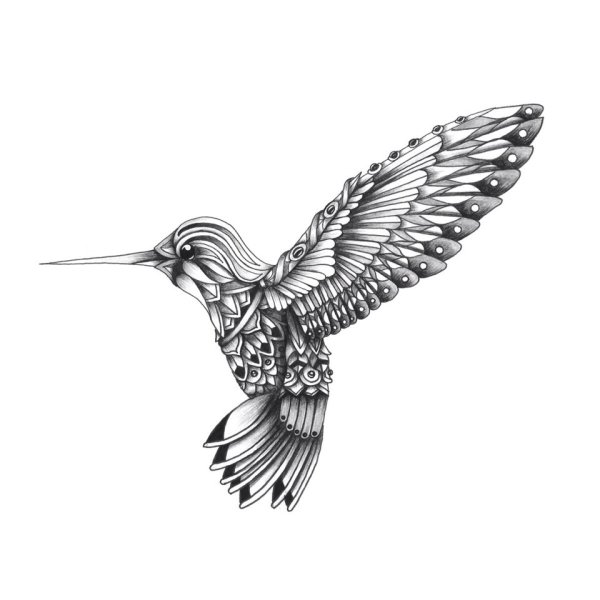 Колибри эскиз