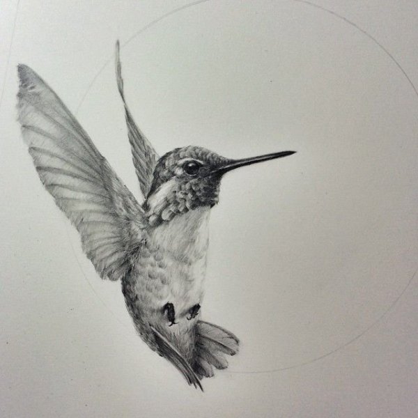 Колибри дотворк